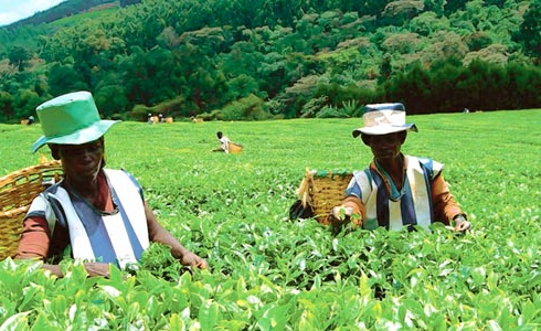 Kenya: Drought-Hit Kenyans Find Gold in Tea Trees - But for How Long?