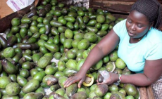 Kenya: Kakuzi Drops Pineapples for Profitable Avocados