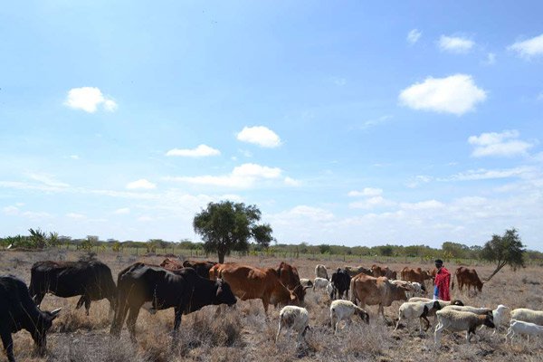 Livestock sub-sector gains largely untapped