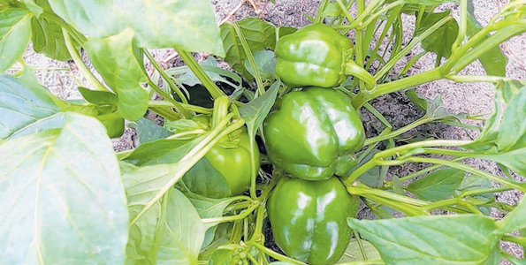 Rains cut prices of bell pepper