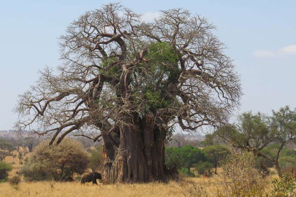 Demand for Africa’s baobab fruit increases in the UK