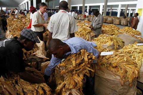 Tobacco could hit 200m kg