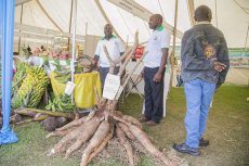 Cassava, maize farmers in Rwanda count losses as prices drop