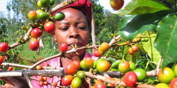 Listed coffee firms face profit hit on poor global prices