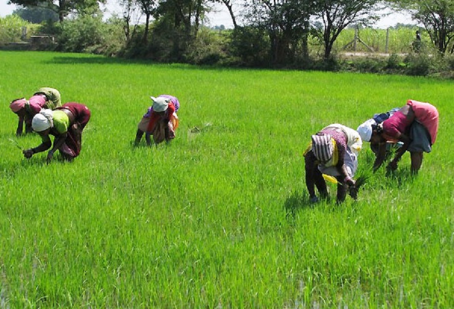 NIRSAL Develops New Insurance Product for Farmers