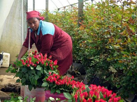 US set to receive more fruits and flowers from Kenya