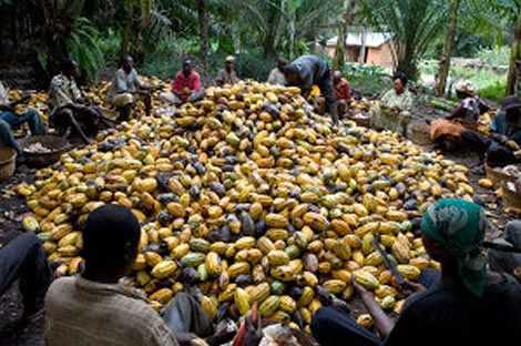 Cocobod, AfDB And Partners Mark First $200m To Boost Cocoa Production