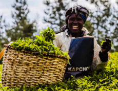 Kapchorua Tea Kenya Posts KSh19.4 Million Profit, Declares Ksh 10.00 Dividend