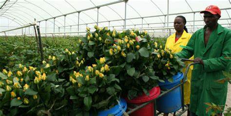 Kenya Horticulture Exporters Secure International Markets After Covid-19