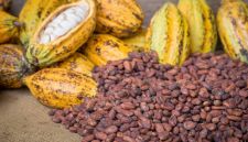 Ivory Coast To Boost Cocoa Processing With Two New Factories
