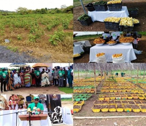 Anglogold Ashanti Ghana launches flagship agro programme at Obuasi
