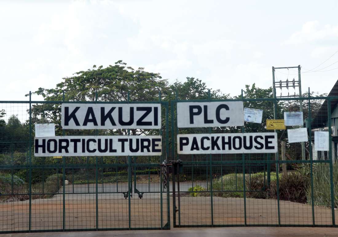 Pressure on Kakuzi as more European firms cut orders