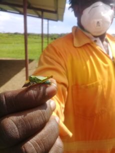 Locusts swarm Moruga - Crops in danger