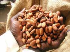 COCOBOD Terminated The Contract To Procure Fertilizer For The 2016/17 Crop Season