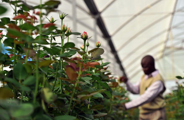 Kenya launches marketing strategy to boost horticultural exports