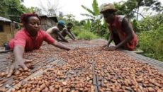 First tranche of Cocoa Syndicated Loan hits Bank of Ghana’s account