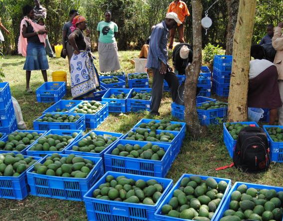 New gold rush for avocados as farmers mint billions