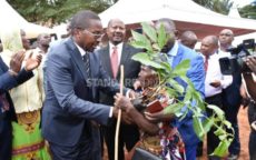 Why avocado is ‘gold’ for Murang’a residents