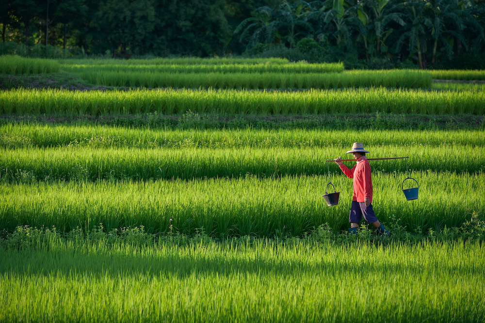 The Brief: Relief for community lenders, impact alpha in listed equities, deforestation risk, access to credit in Brazil, microfinance in China, green hydrogen in Europe