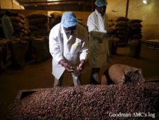 Cocoa Processing Company Limited to increase its production