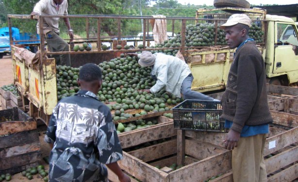 UK Stores Suspend Deal With Kenya Avocado Firm Over Rights Abuses