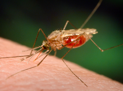 NGO engages companies on funding malaria project