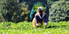 Limuru Tea issues profit warning