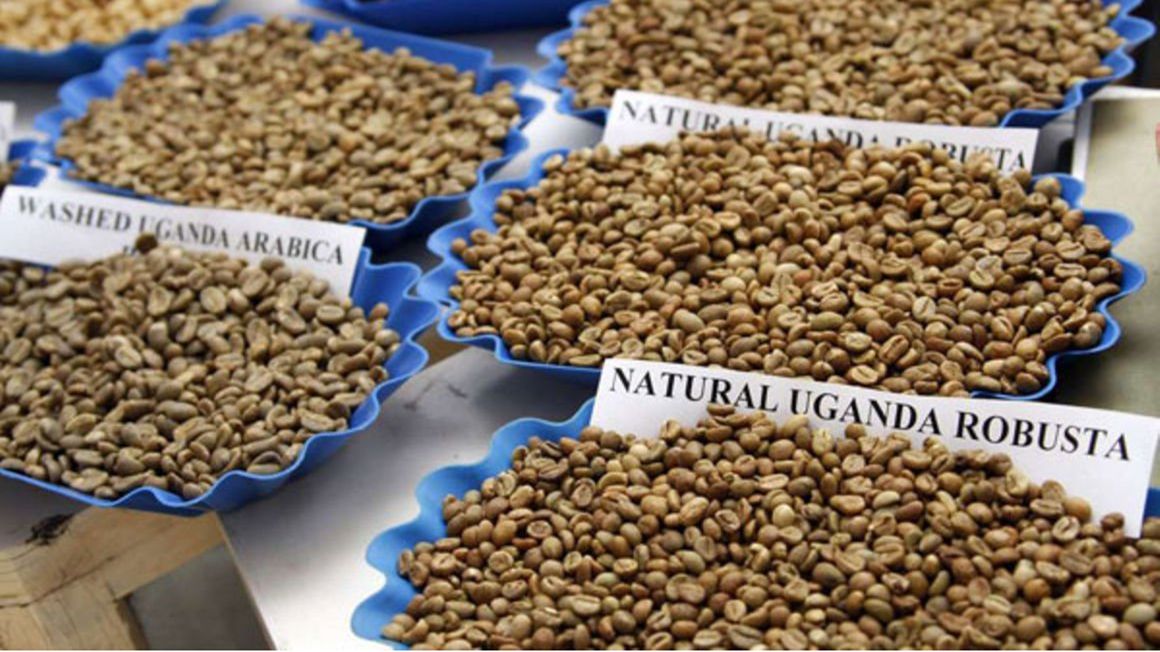 Uganda’s coffee exports increase despite Covid-19 market disruptions