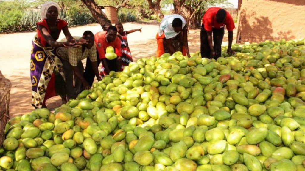 EU mango exports resume September