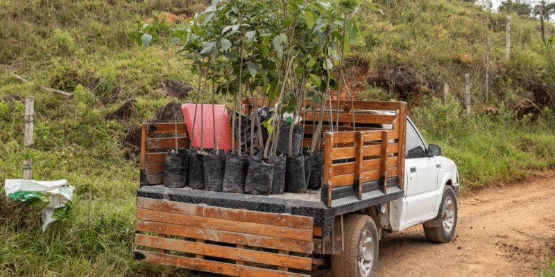 UGANDA: 2021 Roots aims to plant 40 million trees