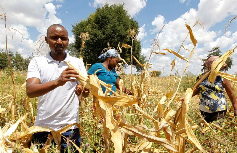 Kenyan insurer Pula offers lifeline to African farmers hit by climate change