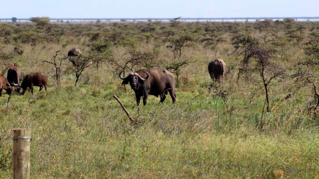 KWS seeks private investors to run national parks, reserves