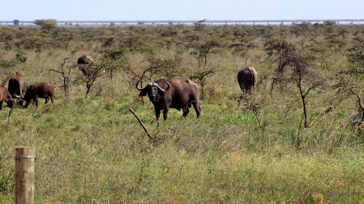 KWS seeks private investors to run national parks, reserves