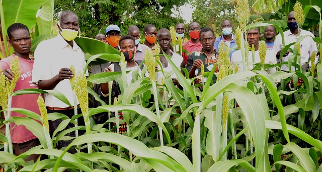 500 sorghum farmers in Kwania sign MoU with Global Educational Network