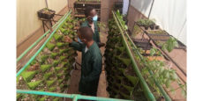 Are vertical gardens the future of farming in Africa?