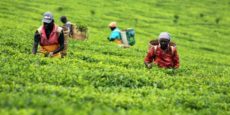 Kericho Gold tea packer sells stake to European lenders