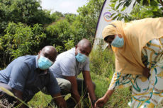 KenGen distributes 1.9m tree seedlings to reduce carbon emissions