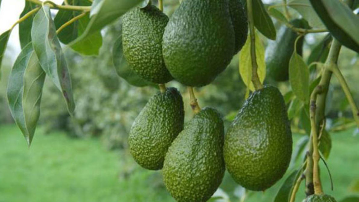 Ruvuma avocado growers invite bank appraisers to assess needs
