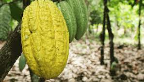 NIRSAL boosts cocoa exports with 50% CRG on N1.5bn loan