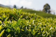 Kapchorua Tea Posts 64% Drop in Net Profit as Tea Prices Fall