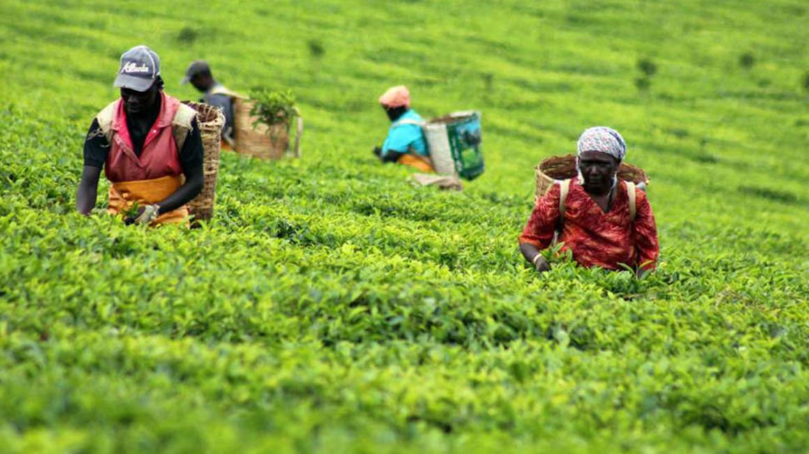 Williamson, Kapchorua predict reduced tea earnings