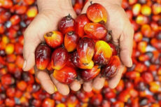 Golden Star Resources hints at exports from oil palm plantation