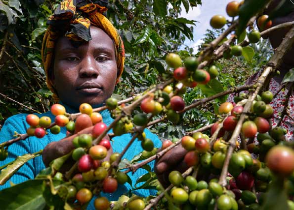 Frost in Brazil boosts Kenyan coffee prices