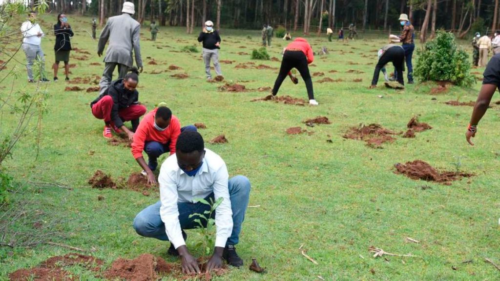 Sustainable commercial forestry that grows income