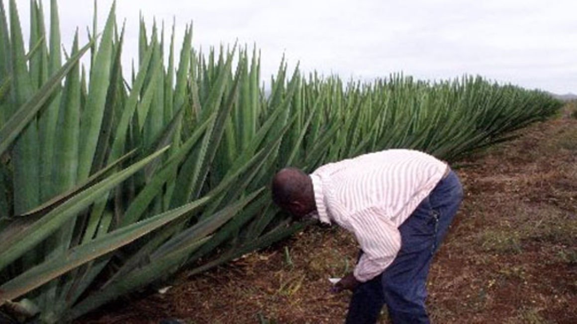 Sisal export earnings up by 11pc on rising prices