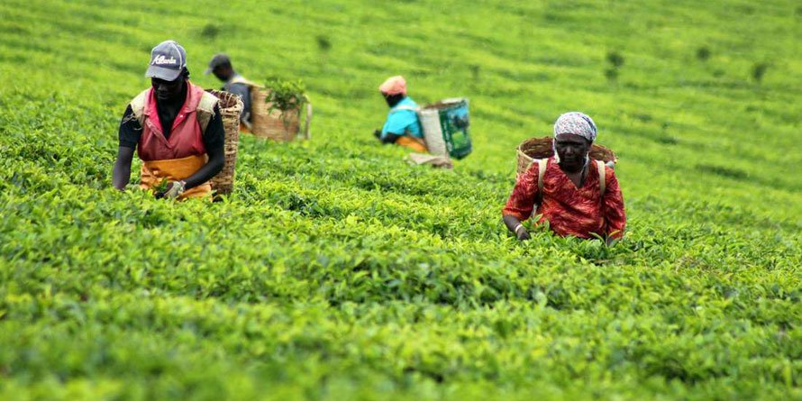 Nandi, Bomet and Kericho to raise land rates 100 times for tea firms