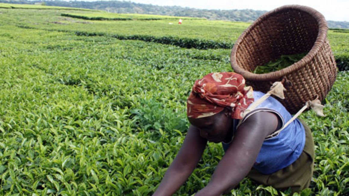 Rwanda tea keeps premium rates at Mombasa auction