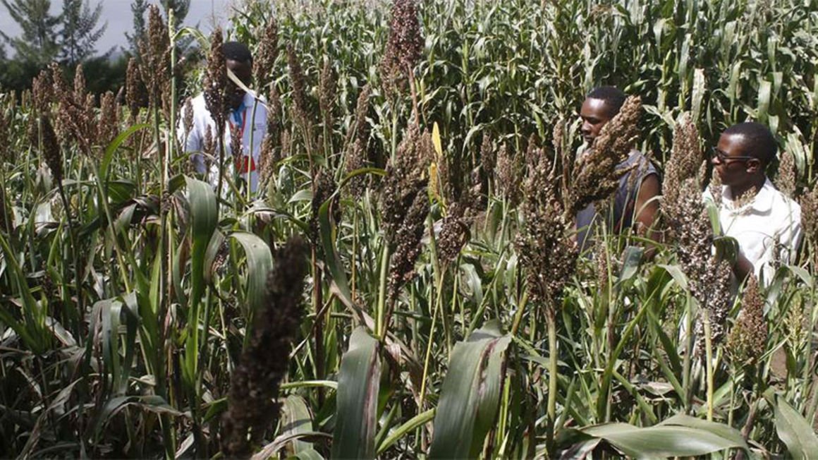 Makueni farmers back to contract sorghum farming on new seed variety