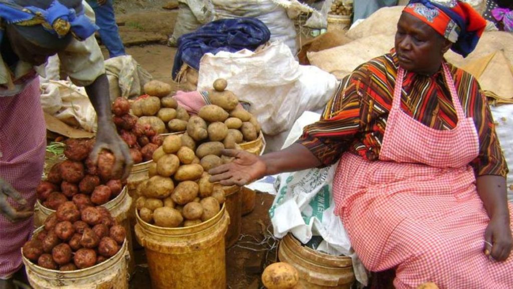 Kalro banks on quality seeds to boost potato yield