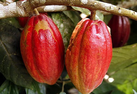 WAMCO says it’s shipped 20,000MT of cocoa valued at $50m in four years